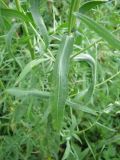 Achillea cartilaginea. Лист. Тамбовская обл., Петровский р-н, с. Петровское, заболоченная низина. 17.06.2013.
