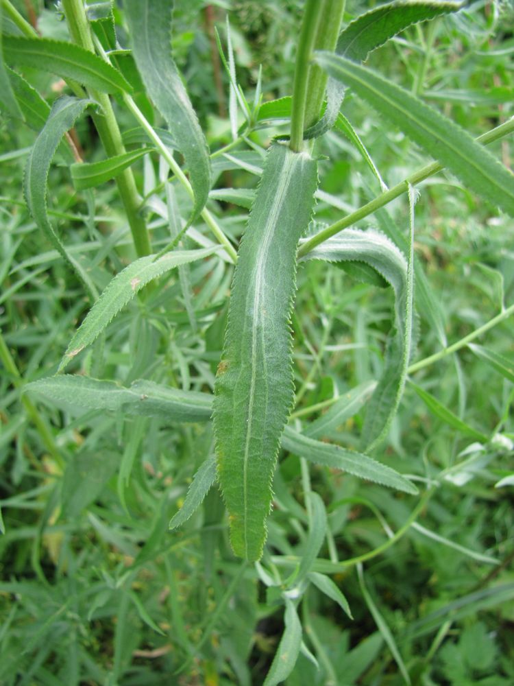 Image of Achillea cartilaginea specimen.