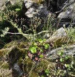 Saxifraga rotundifolia