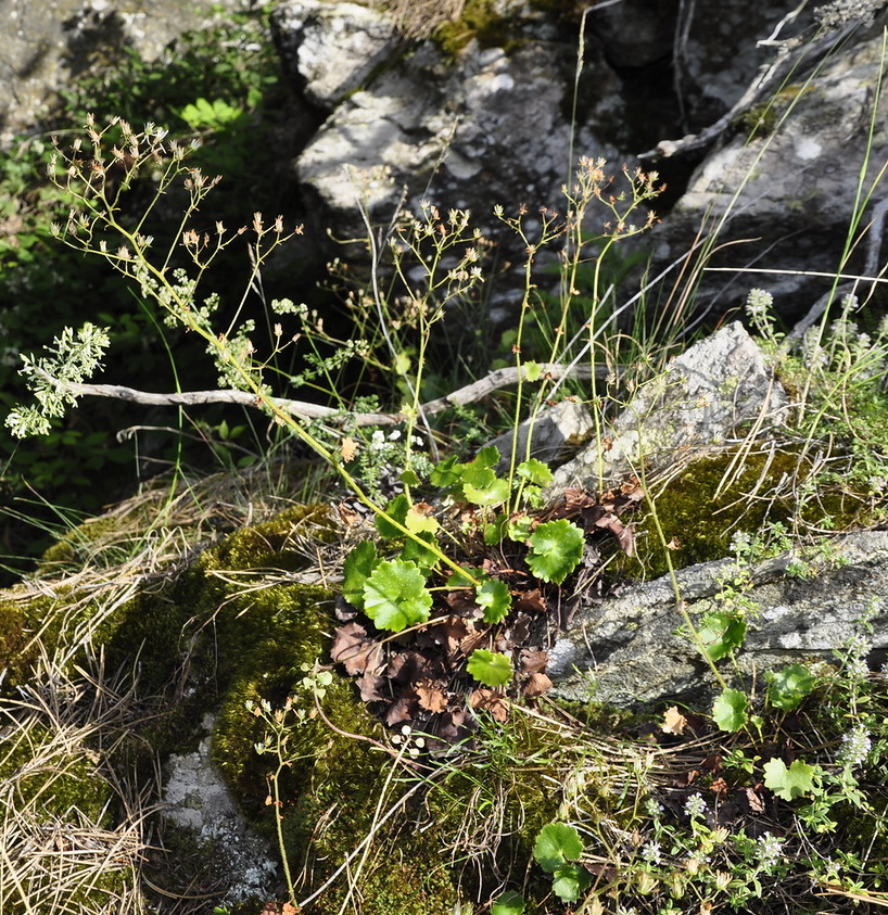 Image of Saxifraga rotundifolia specimen.