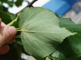 Tilia cordata. Нижняя поверхность листа. Санкт-Петербург. 2 июня 2009 г.