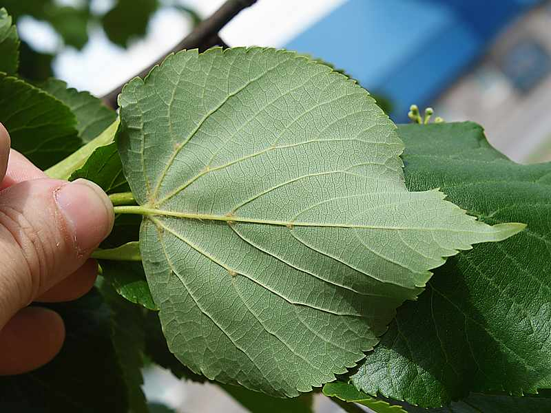 Изображение особи Tilia cordata.