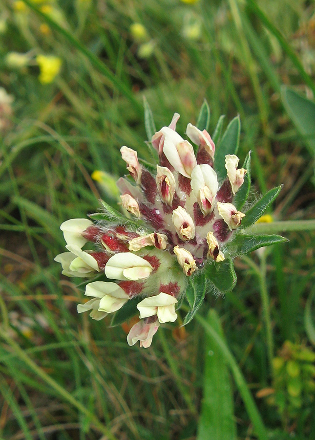 Image of Anthyllis biebersteiniana specimen.
