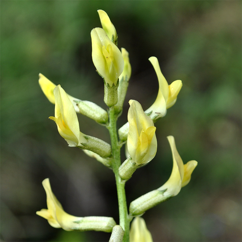 Image of Astragalus refractus specimen.