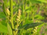 genus Chenopodium. Часть побега с соцветиями. Краснодарский край, окр. г. Крымск, берег реки Адагум, рекультивированный после наводнения 2012 г. 16.07.2013.
