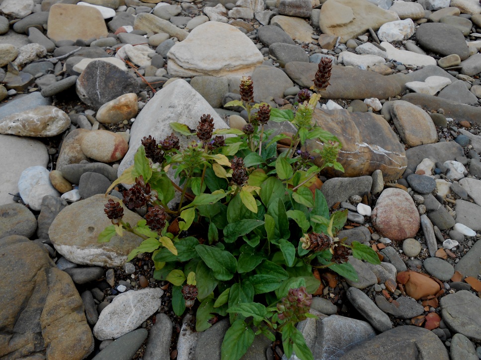 Image of Prunella vulgaris specimen.