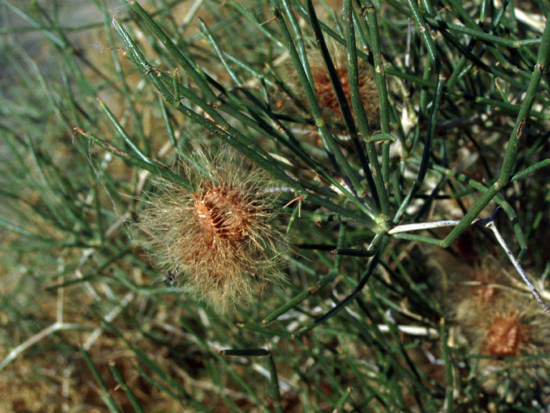 Image of Calligonum setosum specimen.