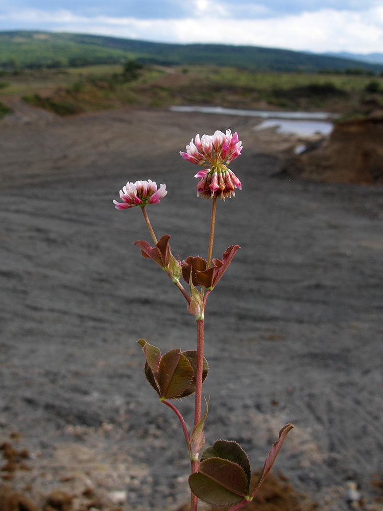 Изображение особи Trifolium hybridum.