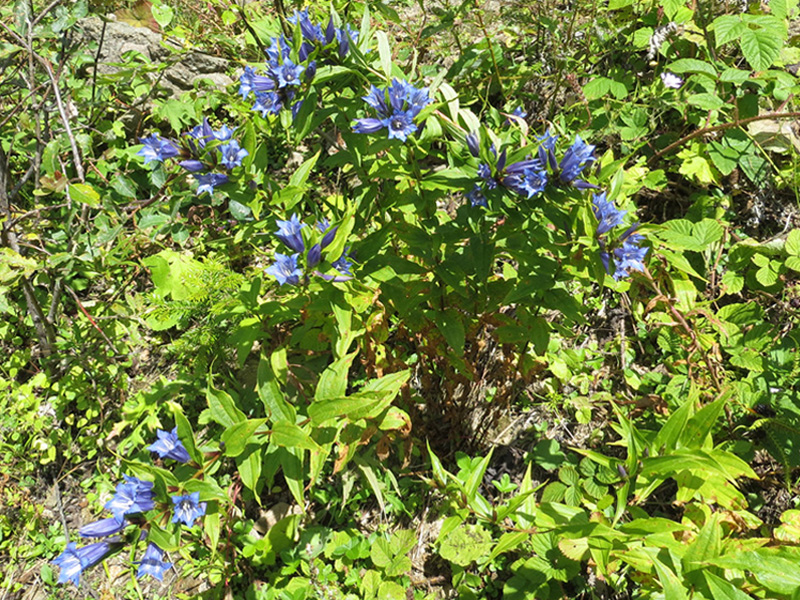 Изображение особи Gentiana schistocalyx.