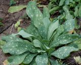 Cerinthe major