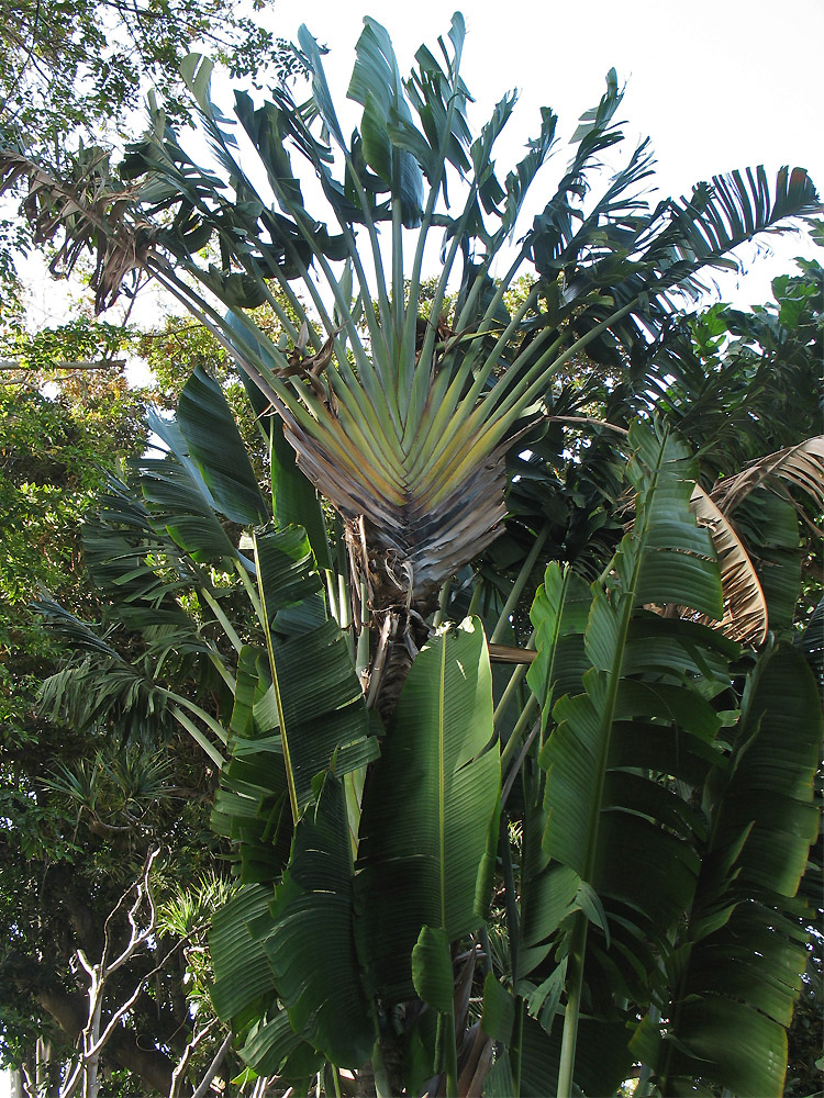 Изображение особи Ravenala madagascariensis.