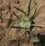 Plantago cretica