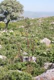 Phlomoides brachystegia