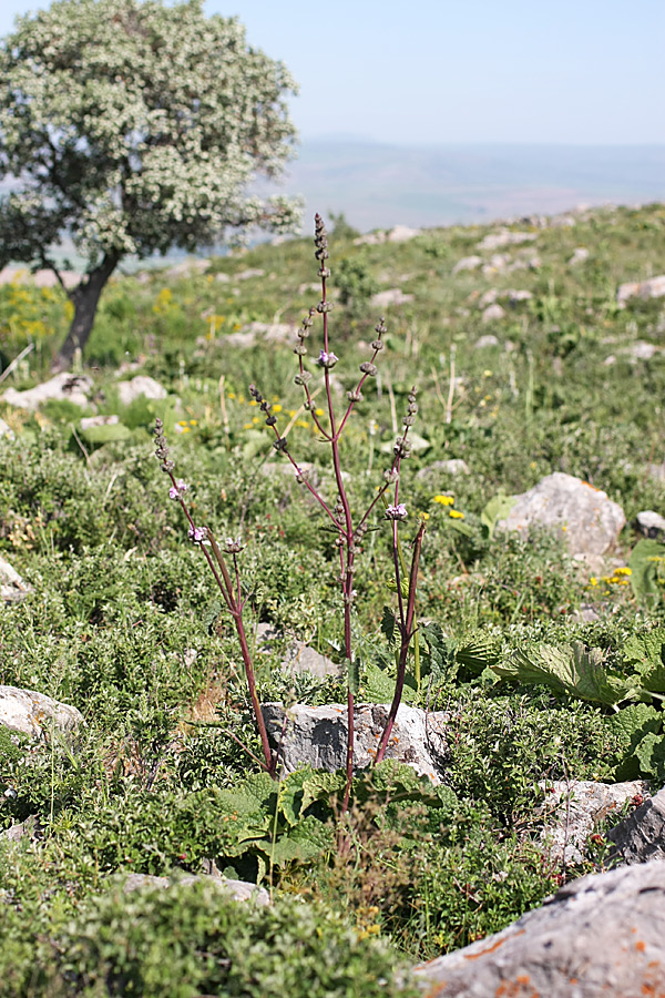 Image of Phlomoides brachystegia specimen.