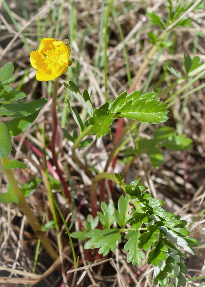 Изображение особи Potentilla anserina ssp. groenlandica.