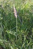 Onobrychis grandis