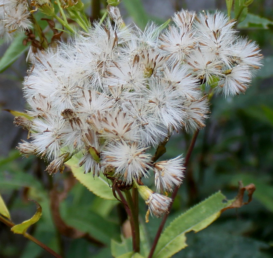 Image of Senecio ovatus specimen.