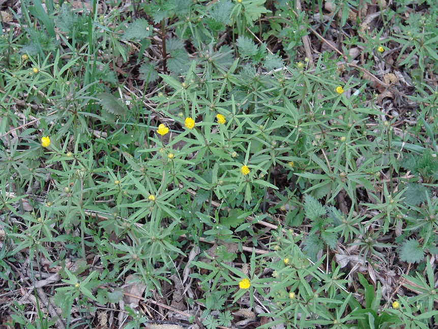 Изображение особи Ranunculus monophyllus.