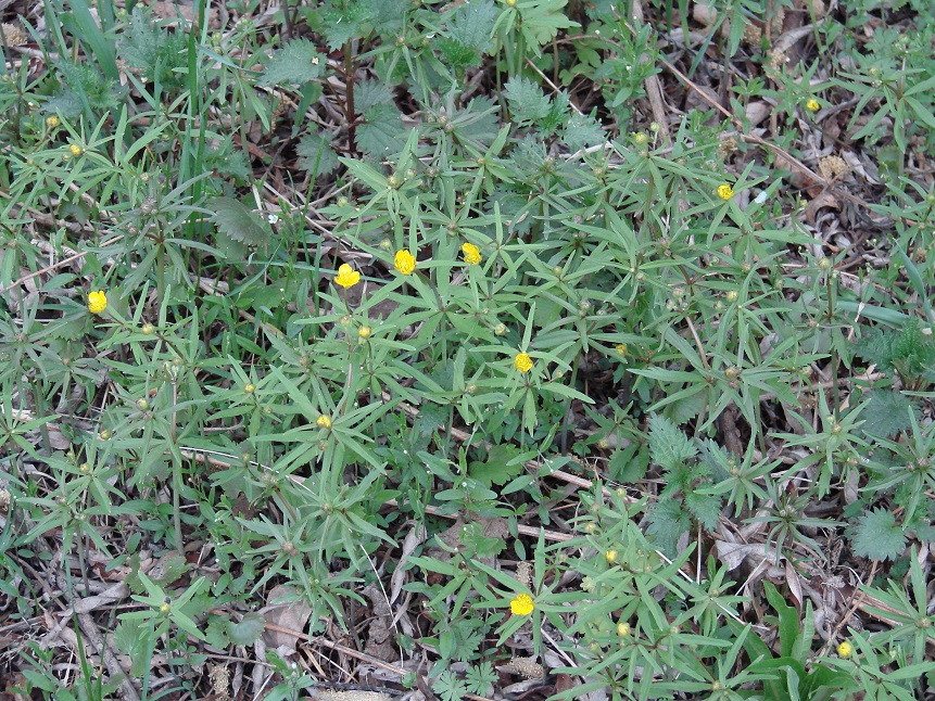 Изображение особи Ranunculus monophyllus.