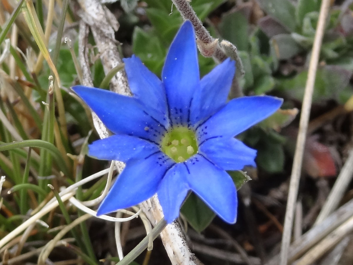 Изображение особи Gentiana karelinii.