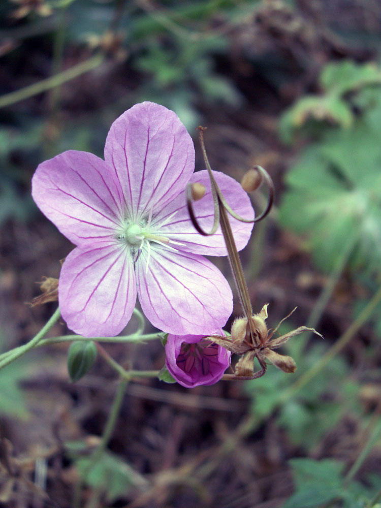 Изображение особи Geranium collinum.