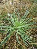 Plantago coronopus