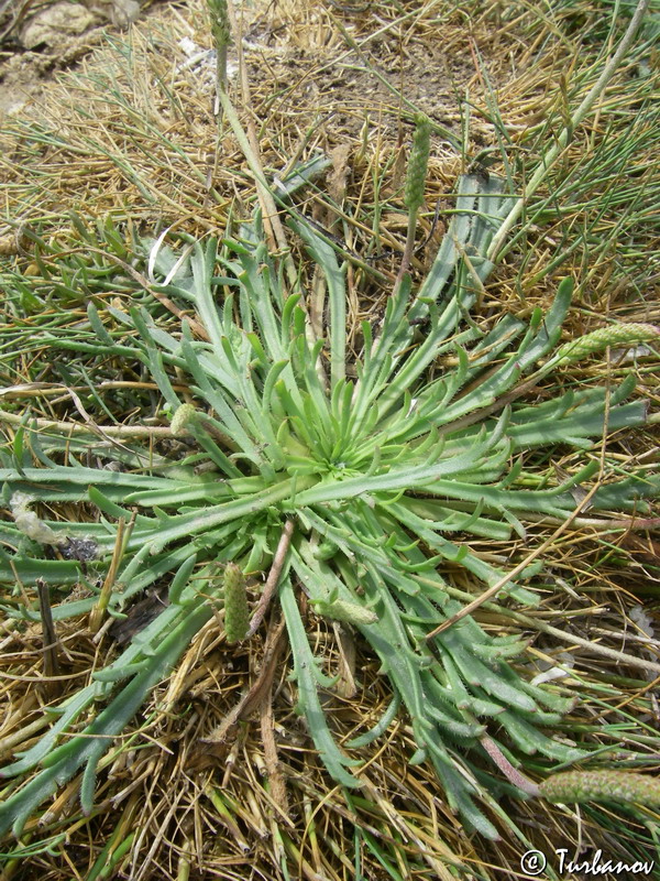 Image of Plantago coronopus specimen.