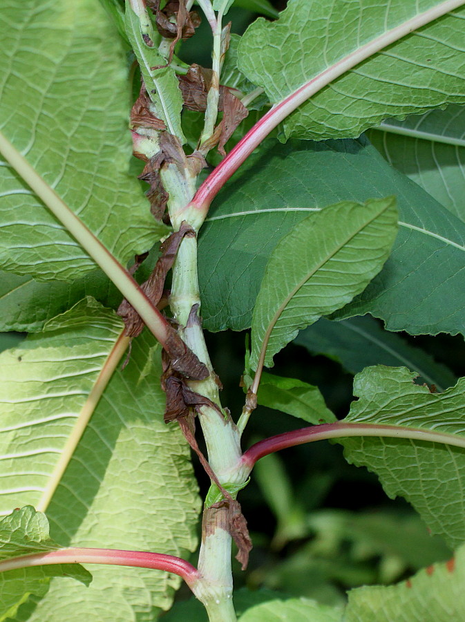 Изображение особи Aconogonon molle.