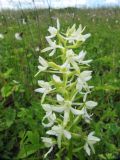 Platanthera bifolia. Соцветие. Пермский край, Кунгурский р-н, окр. с. Филипповка, северная часть Кунгурской лесостепи, гора Ледяная, пологий привершинный склон. 14.06.2013.