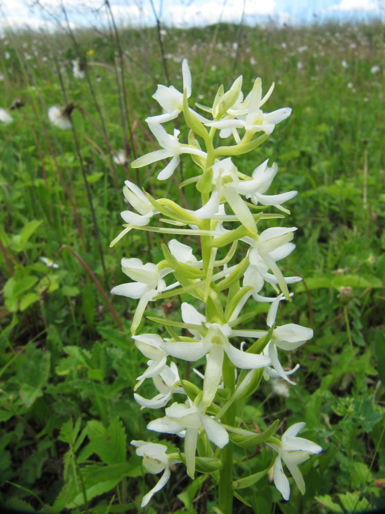 Изображение особи Platanthera bifolia.