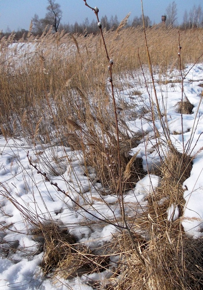 Изображение особи Salix cinerea.