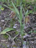 Fritillaria pontica