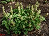 Corydalis marschalliana