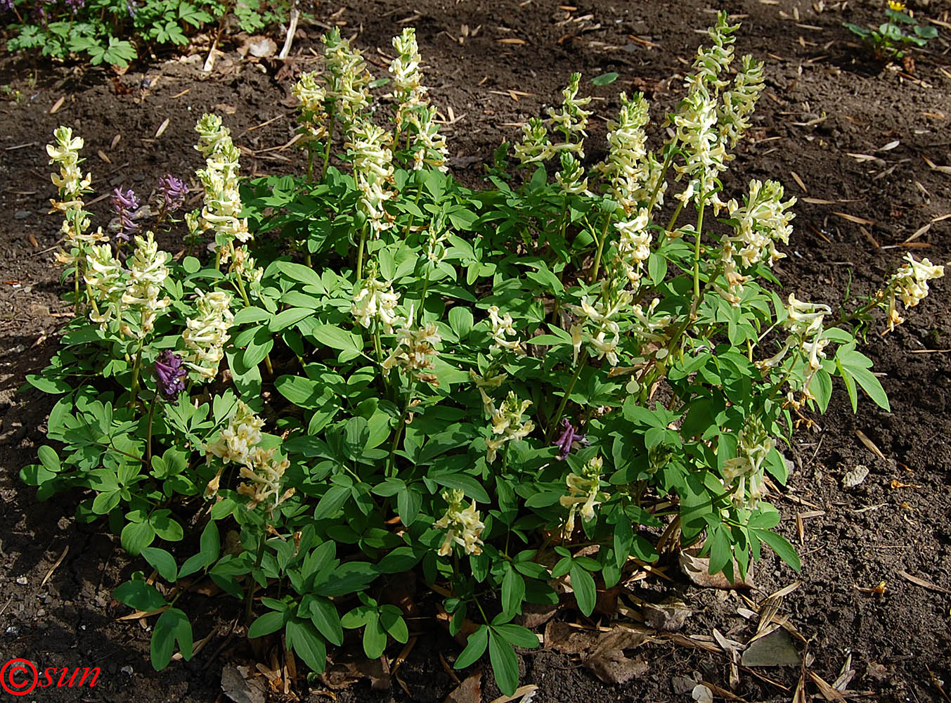 Image of Corydalis marschalliana specimen.