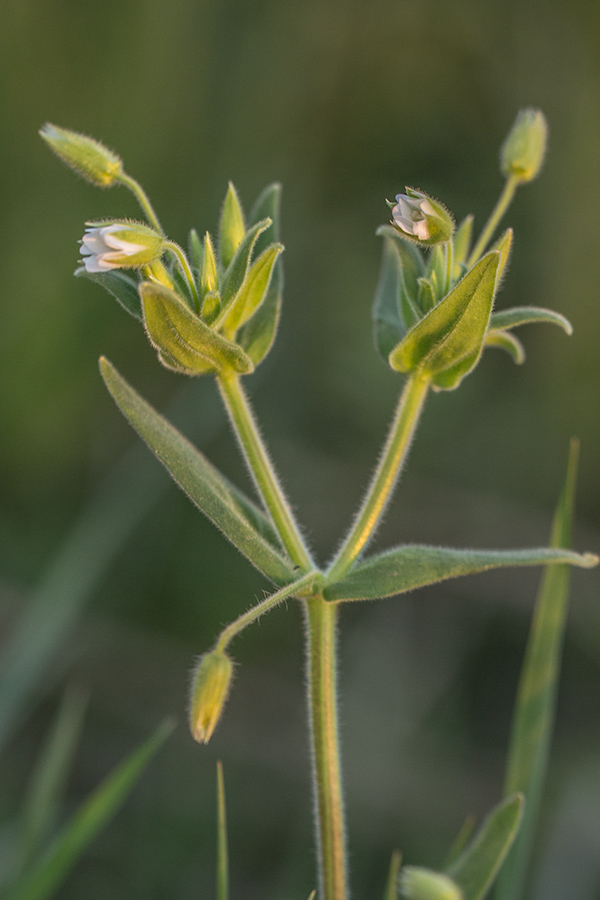 Image of Cerastium nemorale specimen.