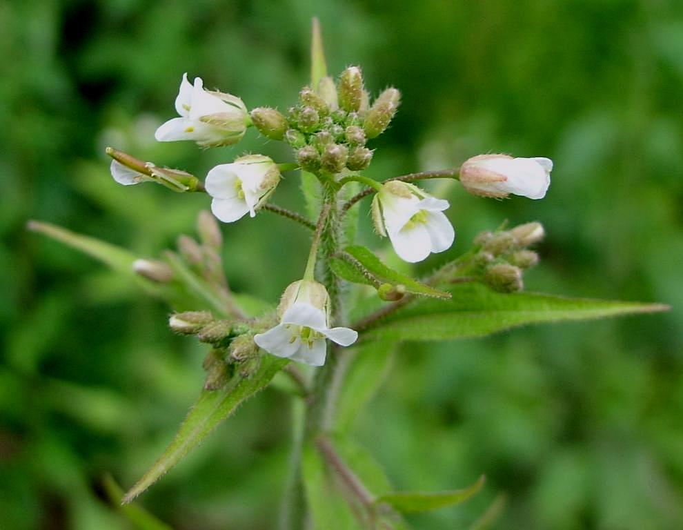 Изображение особи Arabis pendula.