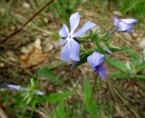 Phlox divaricata. Верхушка растения с соцветием, с аномальным 6-членным цветком. Украина, г. Киев, лес на восточной окраине. 04.05.2014.