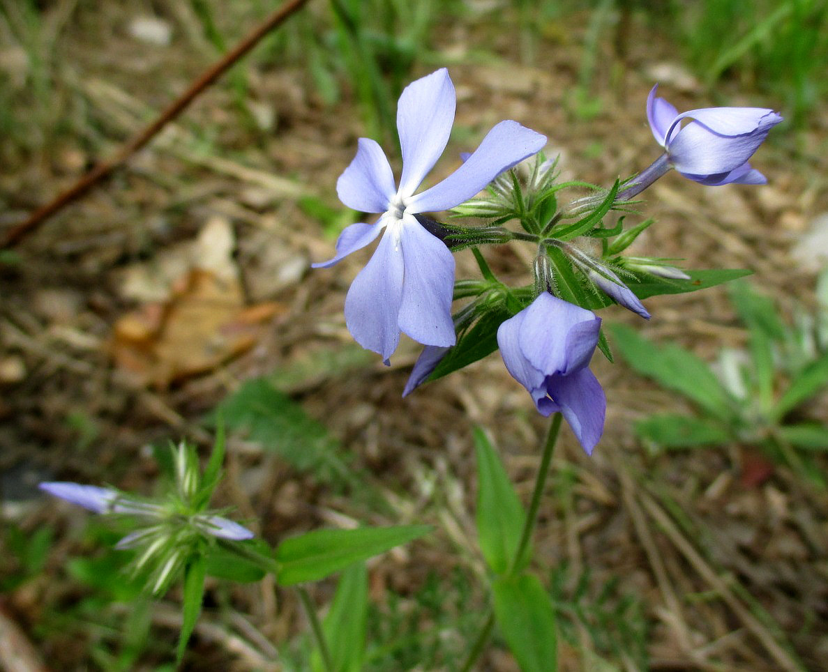 Изображение особи Phlox divaricata.