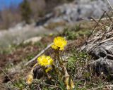 Tussilago farfara. Цветущие растения. Краснодарский край, плато Лагонаки. 28.04.2013.