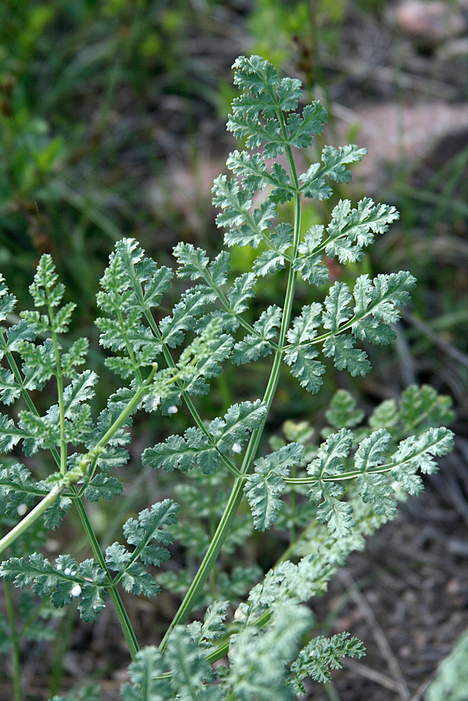 Image of Ferula samarkandica specimen.