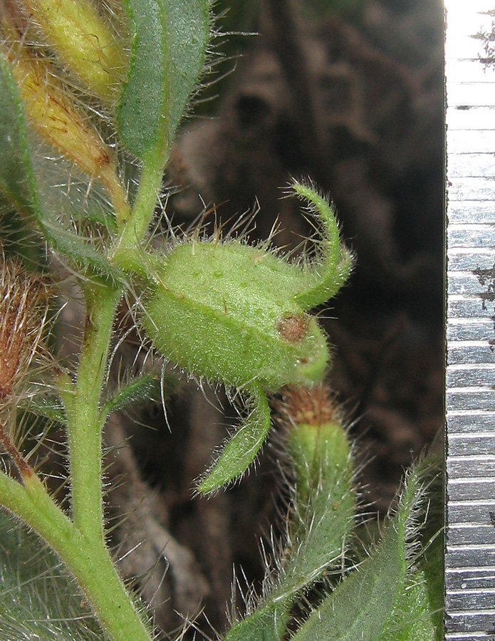 Image of Nonea taurica specimen.