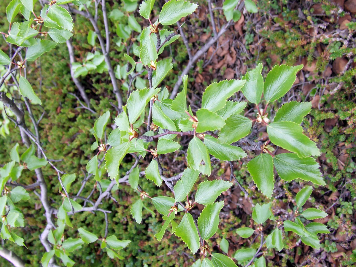 Image of Betula czerepanovii specimen.