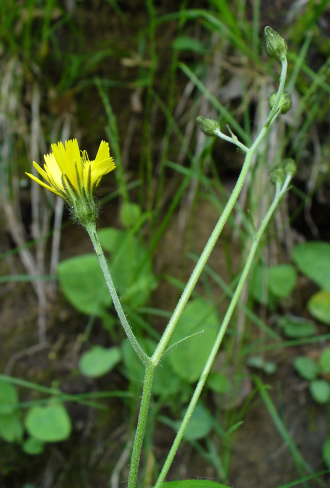 Image of genus Hieracium specimen.