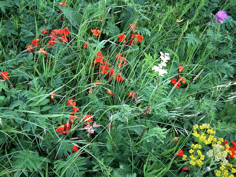 Image of Phelypaea coccinea specimen.
