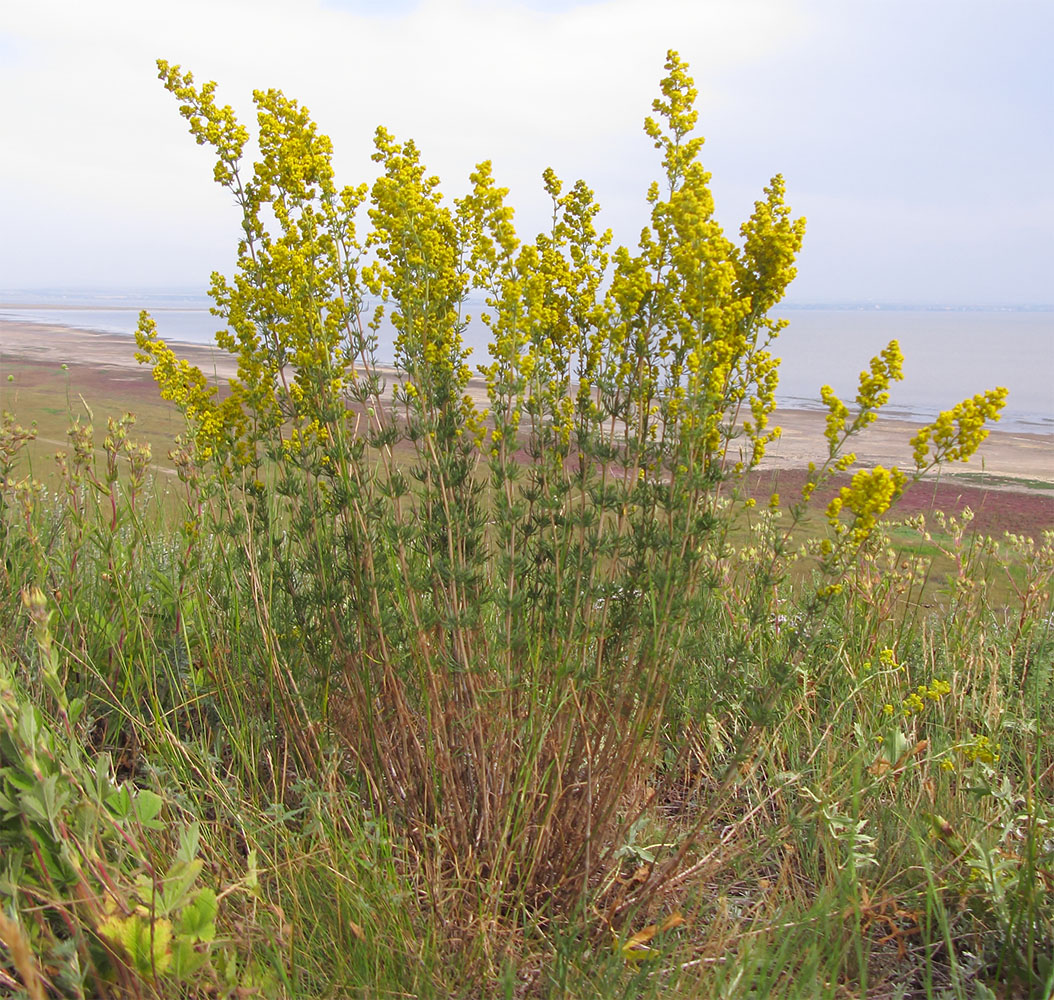 Изображение особи Galium verum.