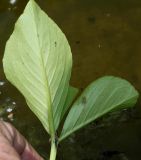 Menyanthes trifoliata. Лист (нижняя сторона). Германия, г. Дюссельдорф, Ботанический сад университета. 02.06.2014.