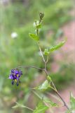 Solanum dulcamara. Верхушка растения с соцветиями. Ленинградская обл., Волосовский р-н, окр. дер. Малый Сабск, берег р. Луга. 29.06.2014.