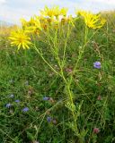 Senecio erucifolius