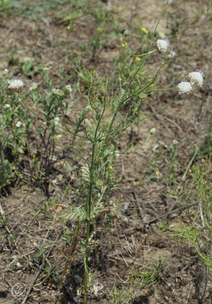 Image of Cephalaria transsylvanica specimen.