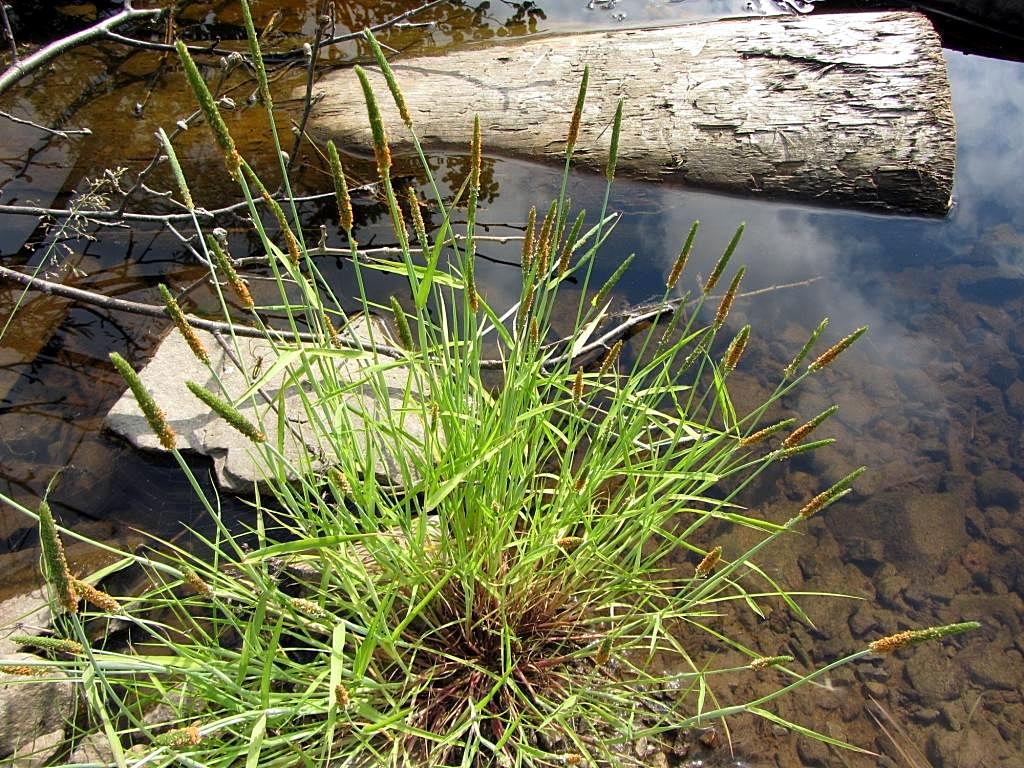 Image of Alopecurus aequalis specimen.